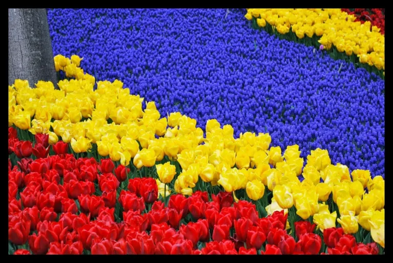 Emirgan Park tulip festival Istanbul