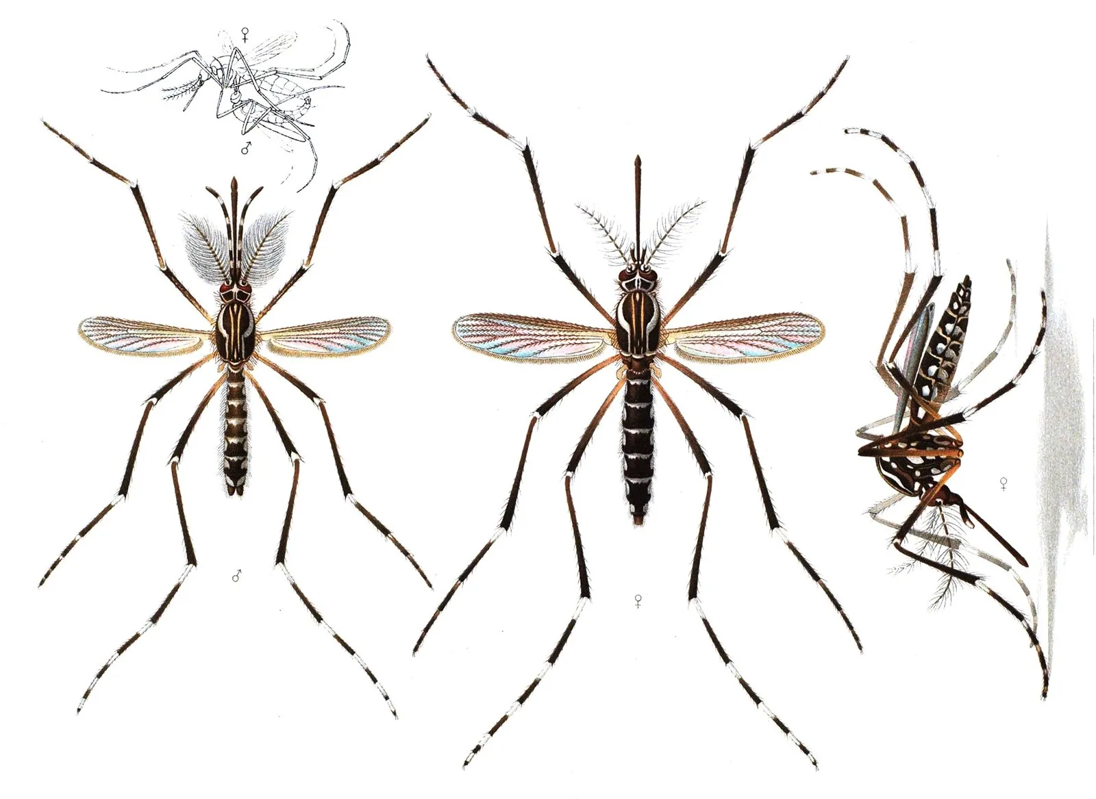 Историческая иллюстрация комаров Aedes aegypti