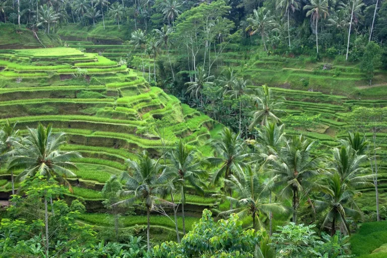 Tegallalang rice terraces Bali