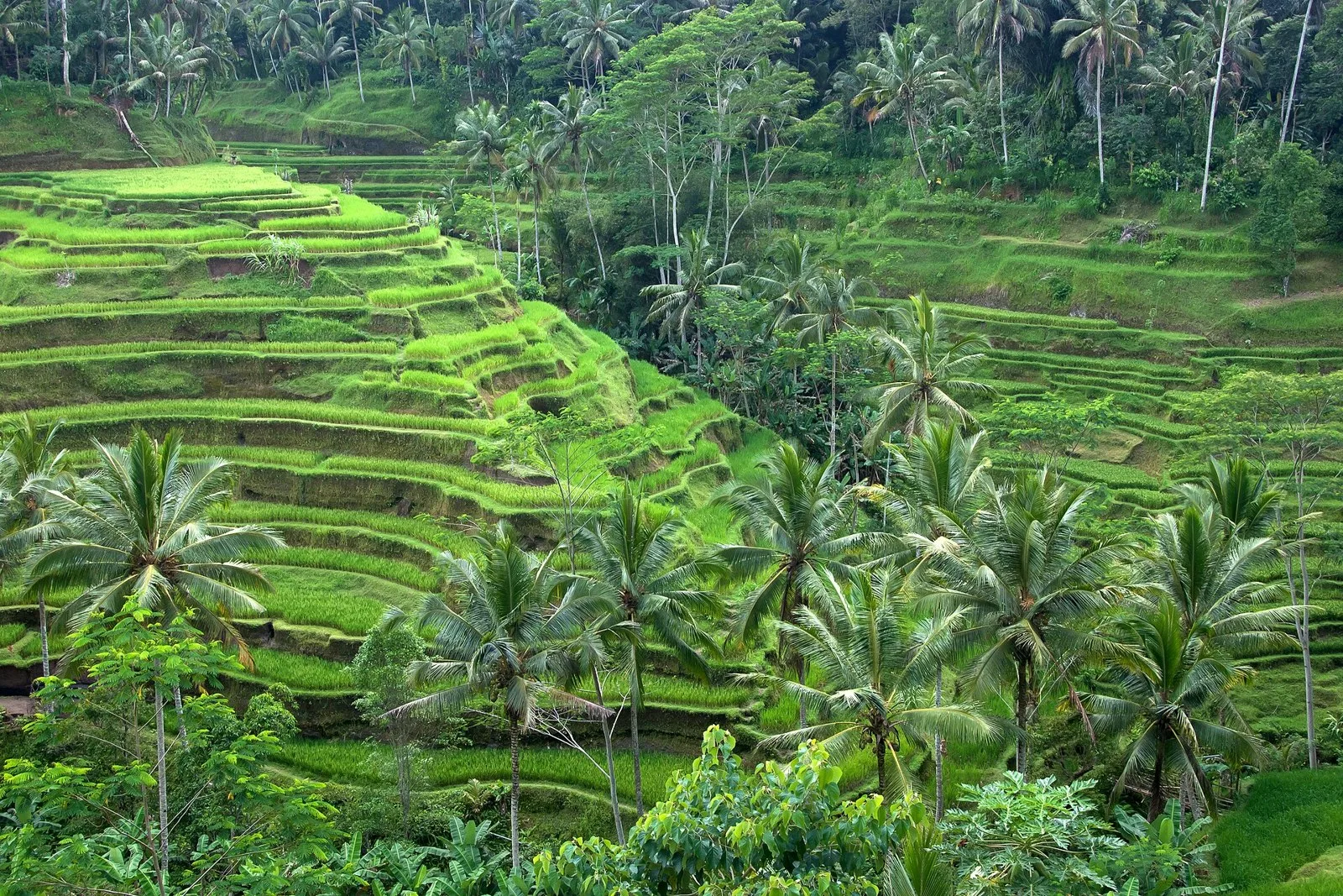 Tegallalang rice terraces Bali