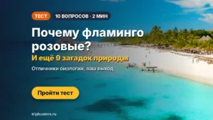 Тест: планктон, варан или сакура — угадаете чудеса природы?