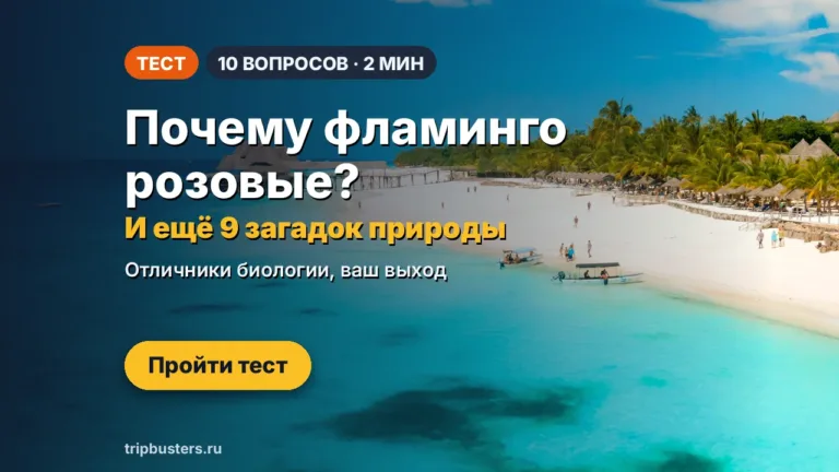Тест: Тест: планктон, варан или сакура — угадаете чудеса природы?